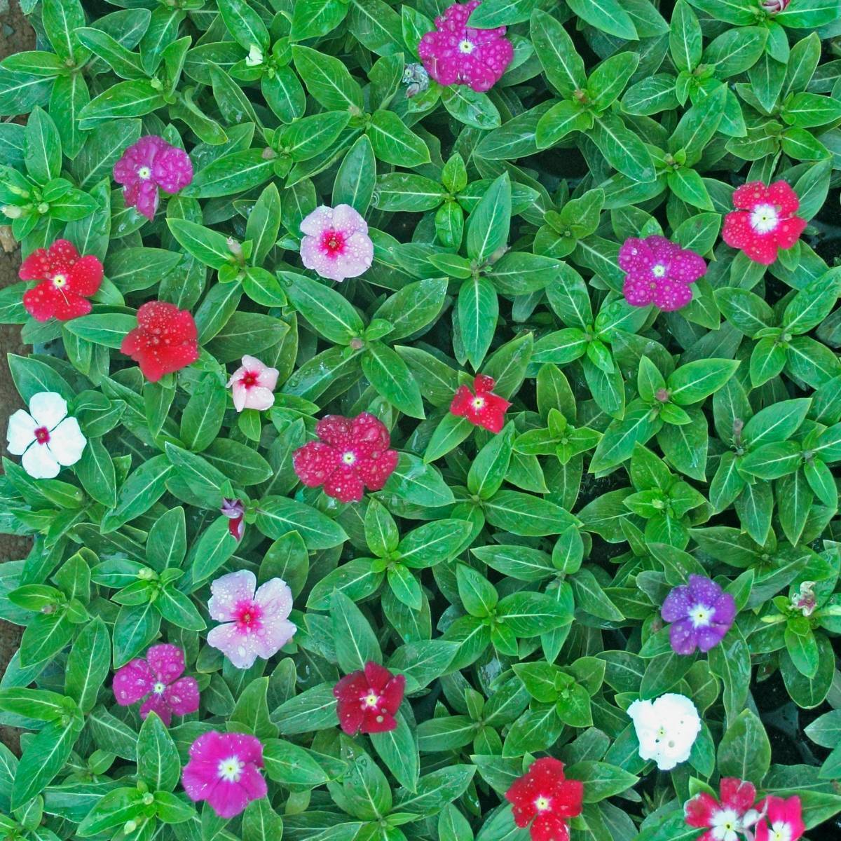 Vinca Tall Rosea Mix Seeds