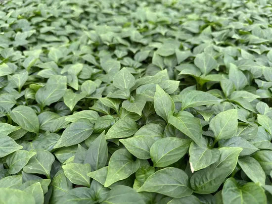 F3 Hybrid Indeterminate Disease Resistance Sweet Pepper heirloom non-gmo organic garden seeds