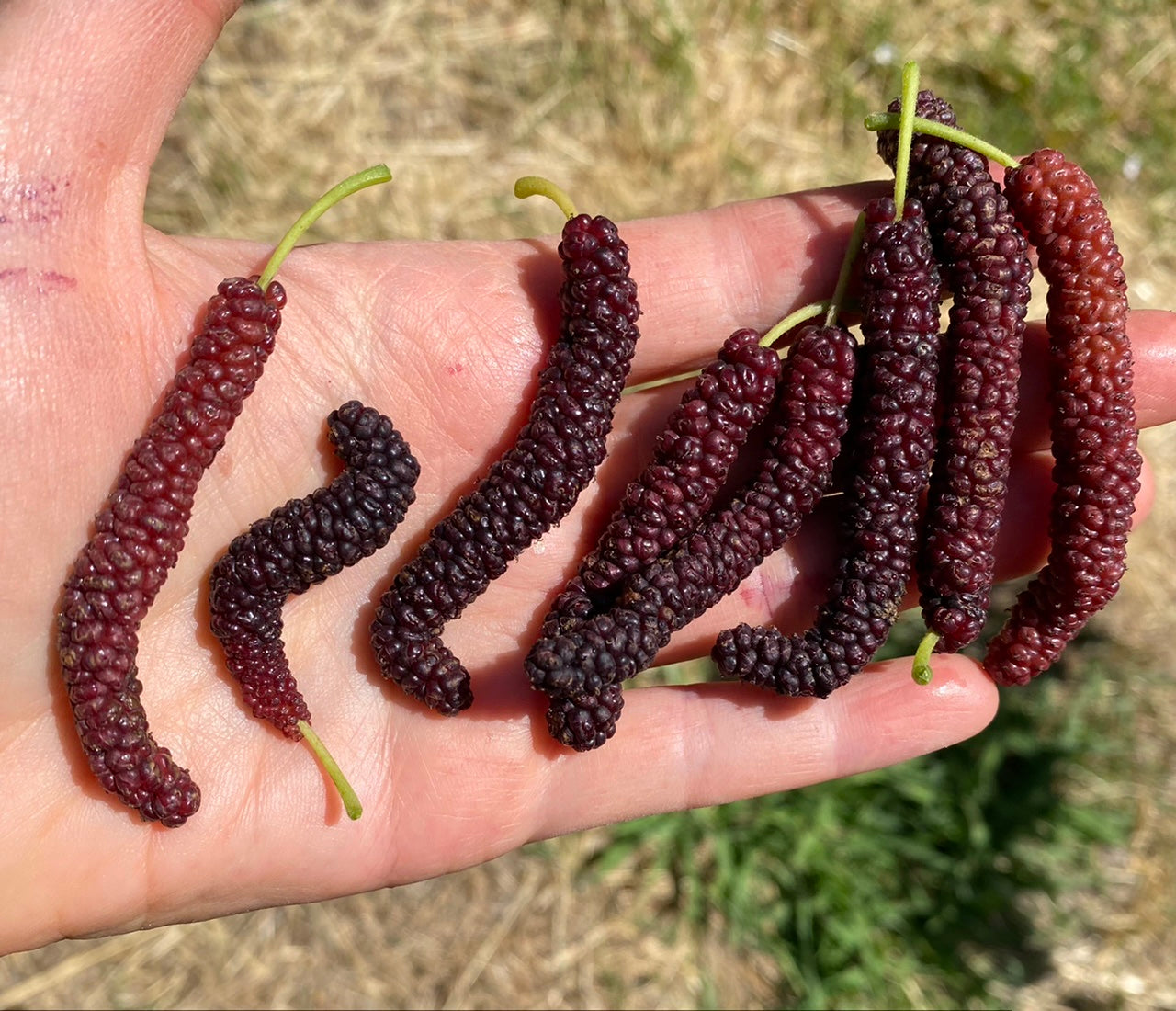 Himalayan Mulberry (Morus serrata)