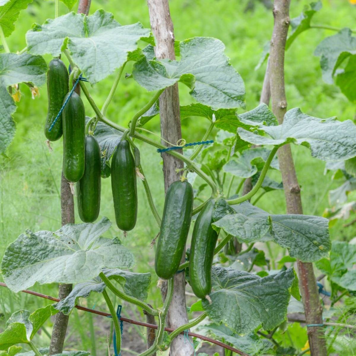 Muncher Burpless Cucumber Seeds