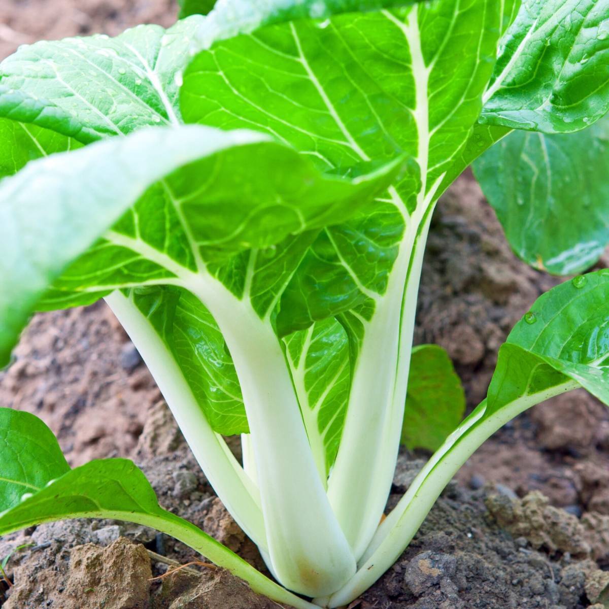 White Stem Pak Choi Chinese Cabbage Seeds