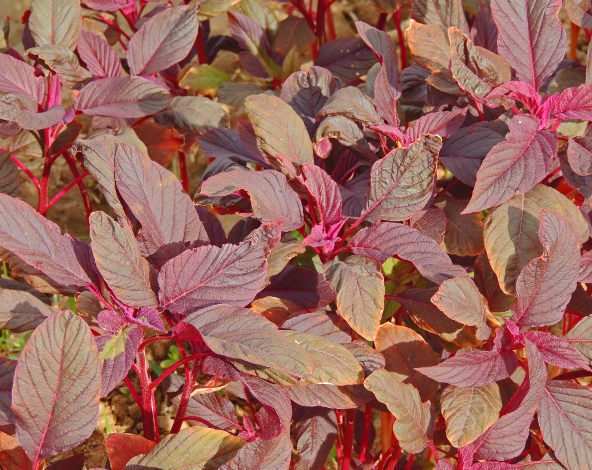 Red Garnet Amaranth Seeds