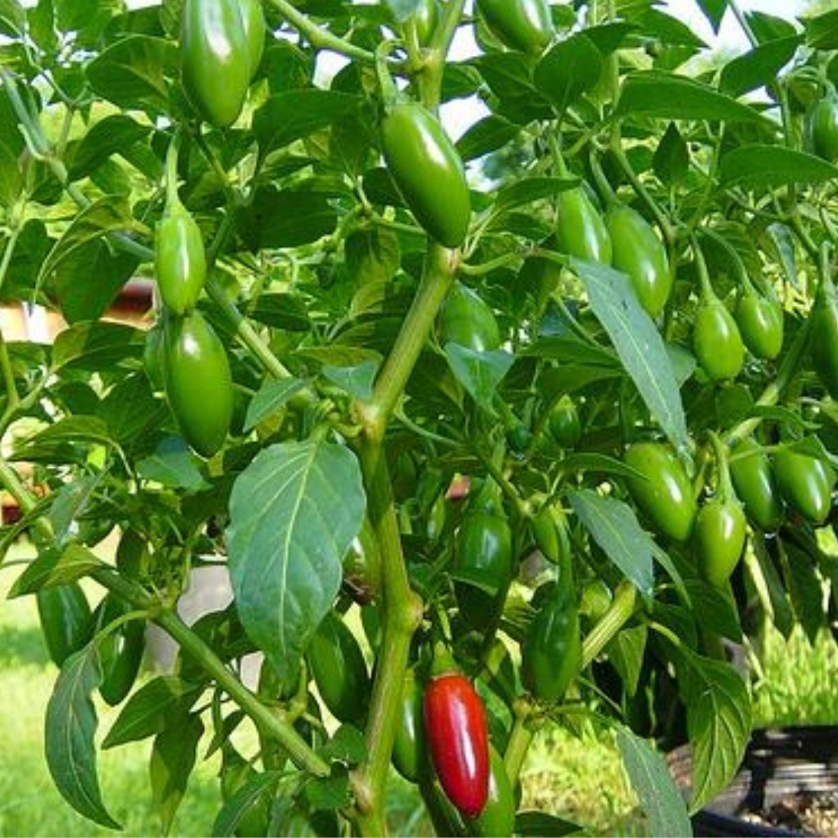 Catarina Chilli Seeds