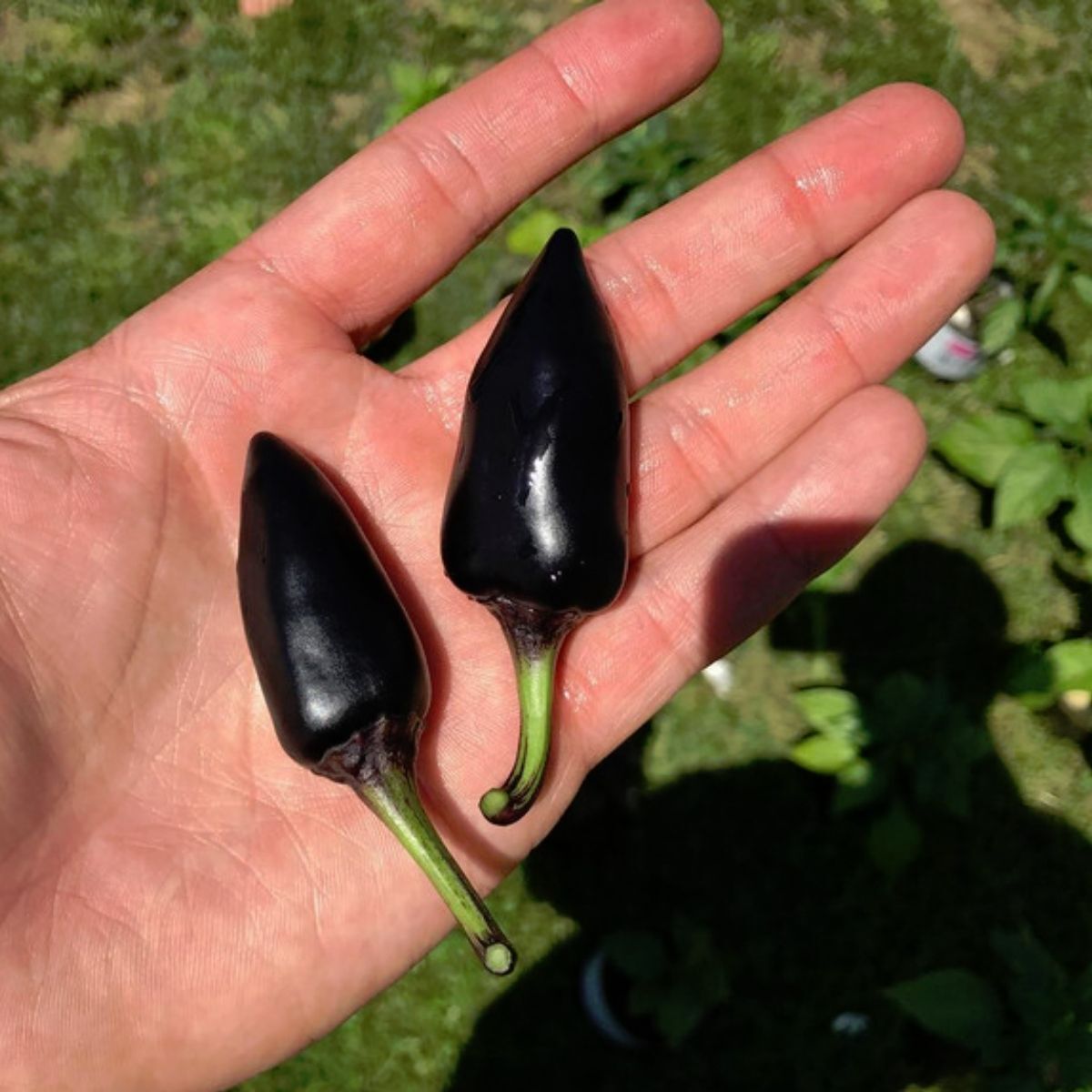 Hungarian Black Chilli Seeds