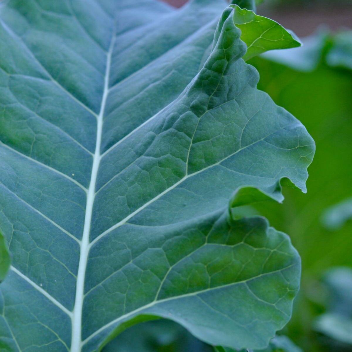 Spigariello Broccoli Seeds