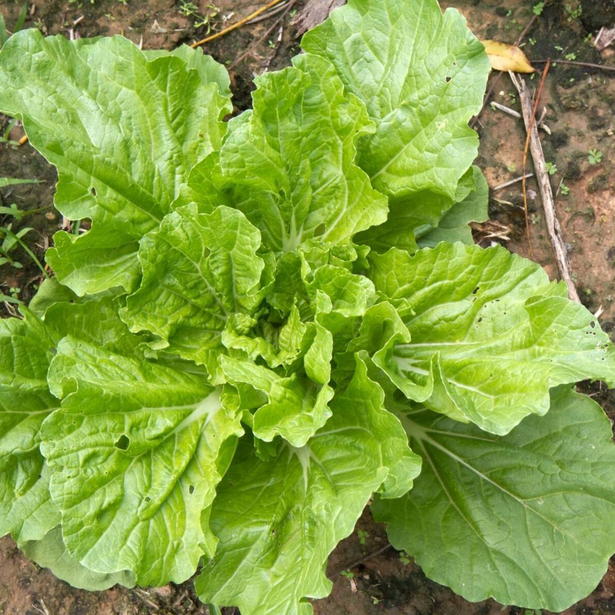 Tokyo Bekana Chinese Cabbage Seeds