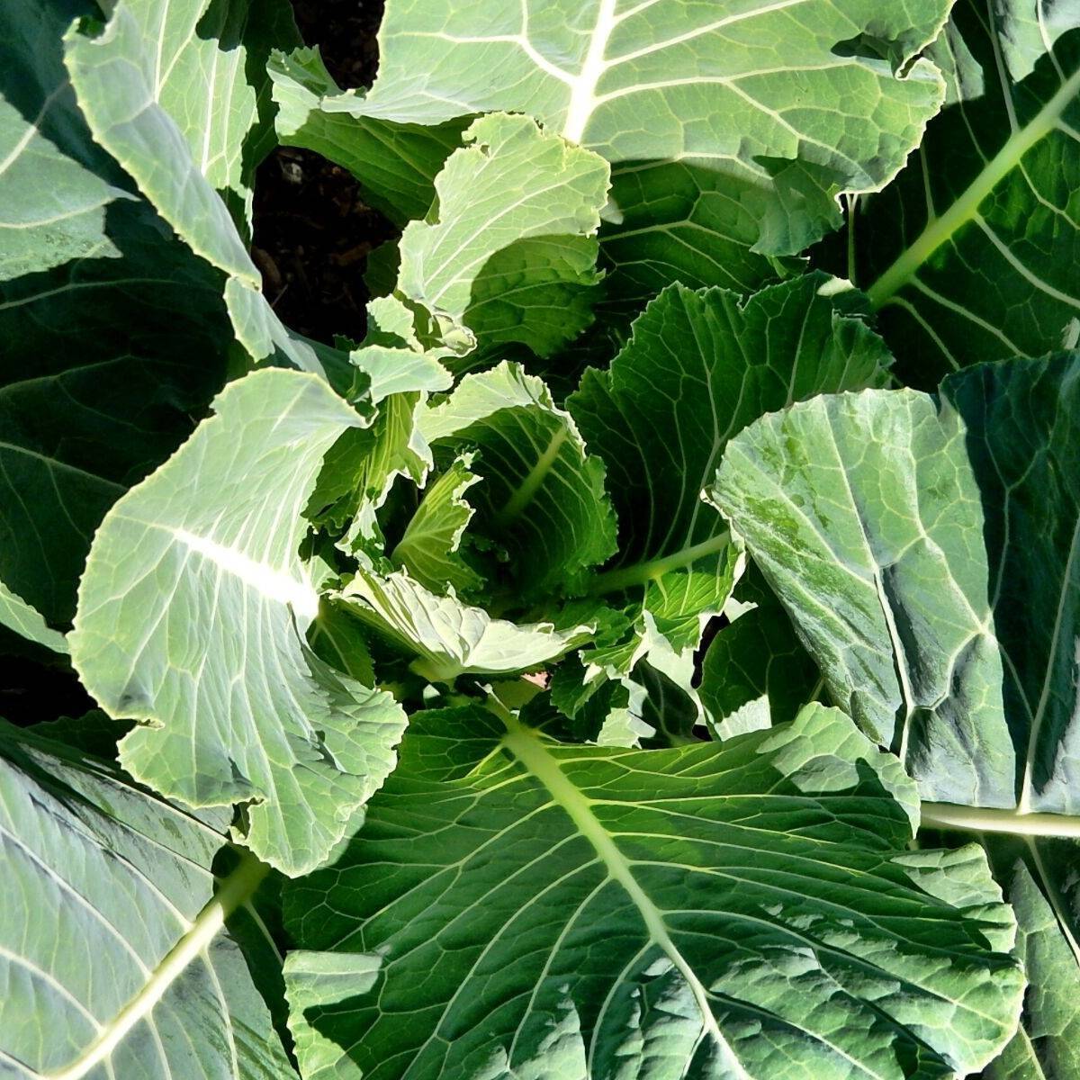 Champion Collard Seeds