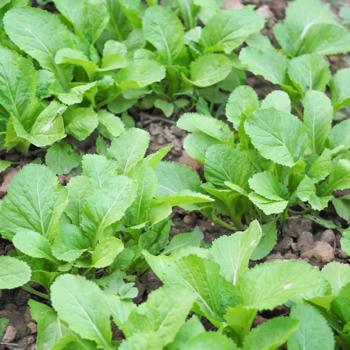 Ethiopian Mustard Greens Seeds