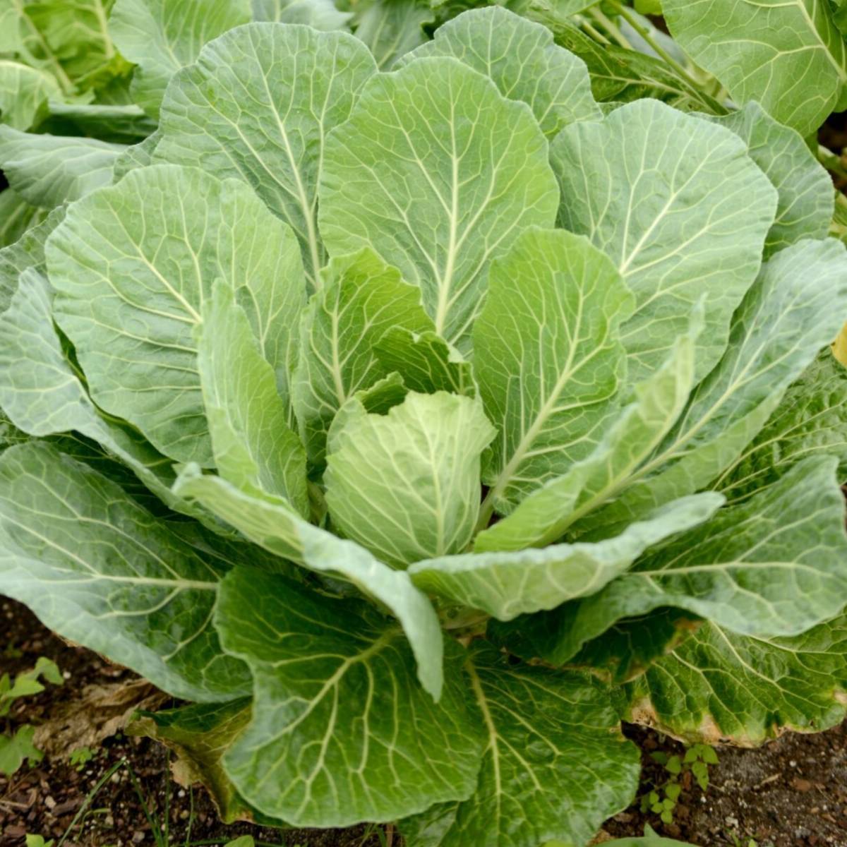 Georgia Southern Collards Seeds