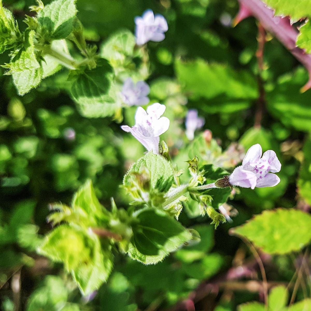 Lesser Calamint Seeds