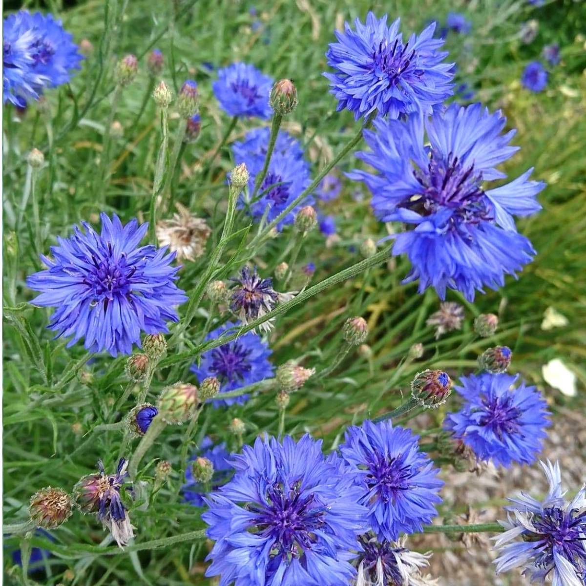 Cornflower Blue Boy Seeds