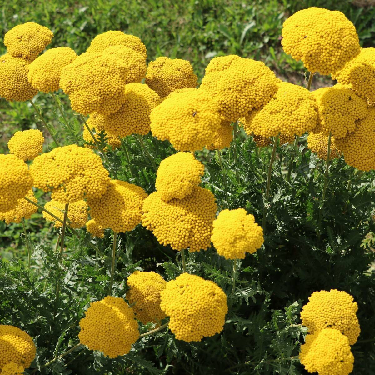 Yarrow Cloth of Gold Seeds