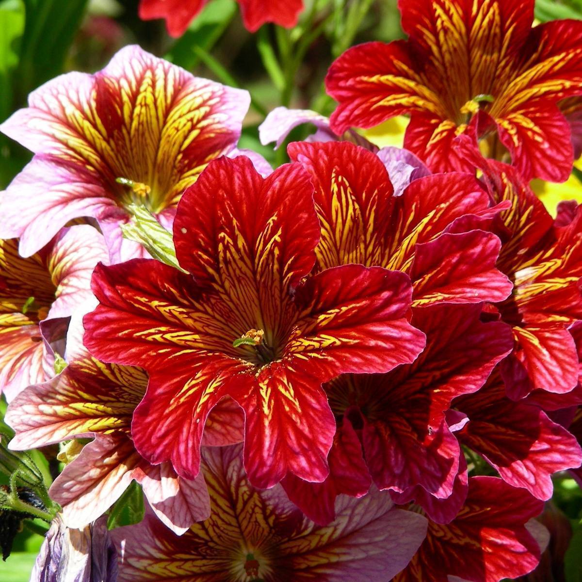 Painted Tongue Flower Mix Seeds