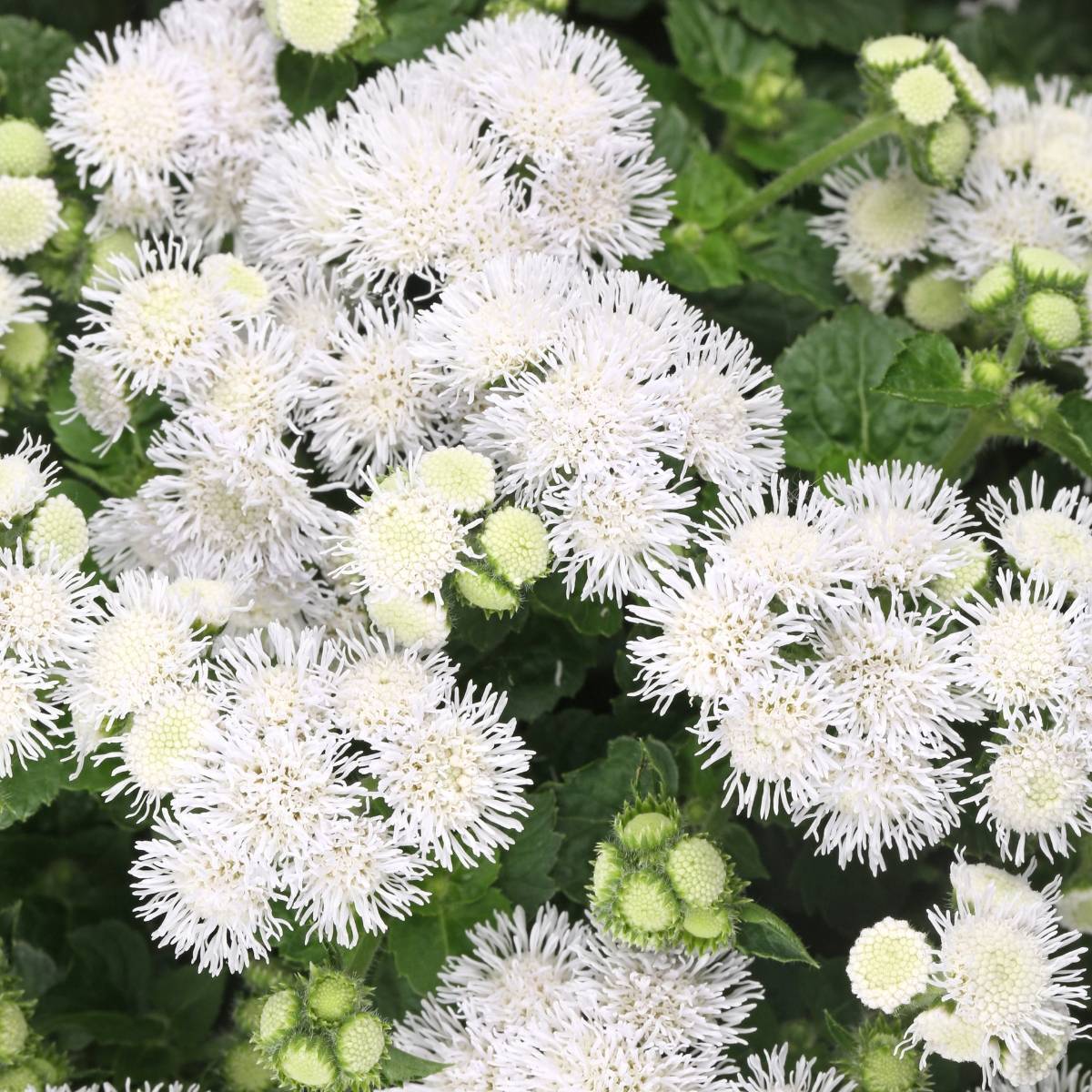 Ageratum Ball White Seeds