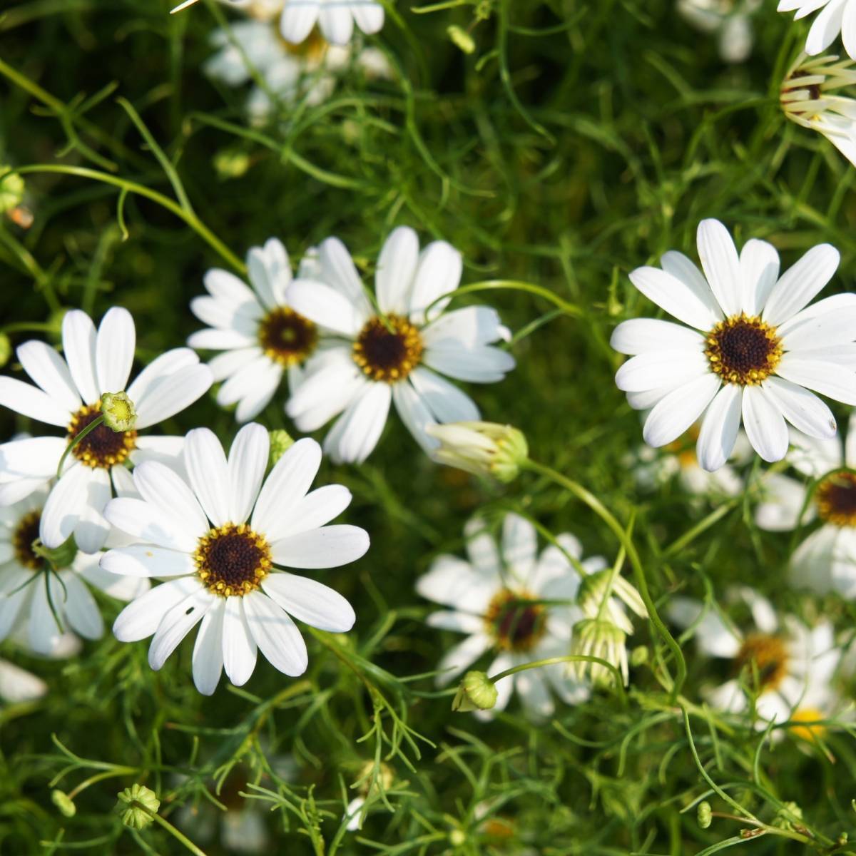 Brachyscome Splendour White Seeds