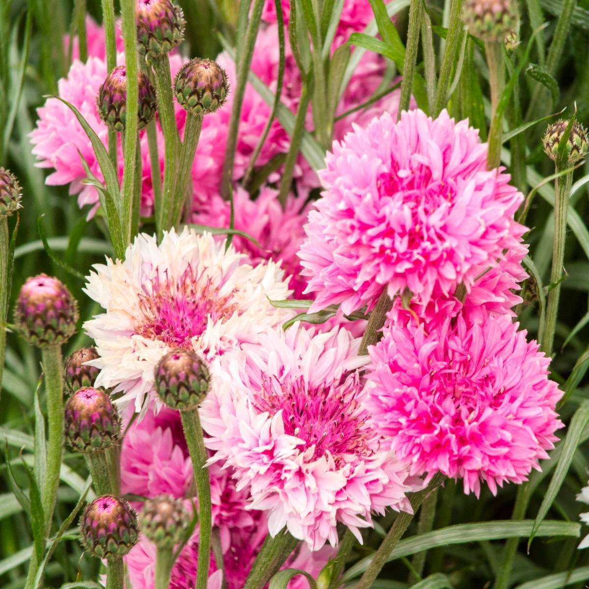 Cornflower Pink Ball Seeds