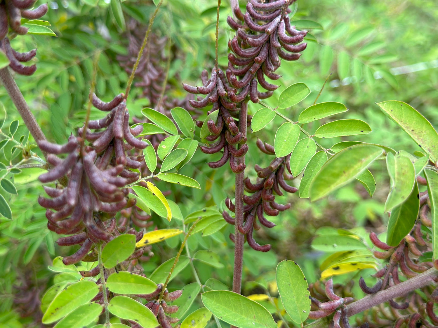 Indigo Neel Seeds