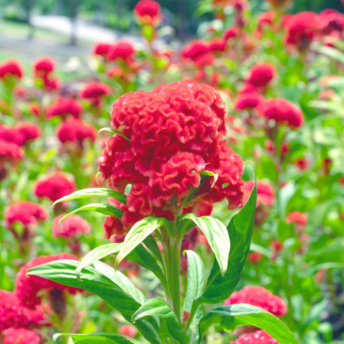 Celosia Cockscomb Red Seeds