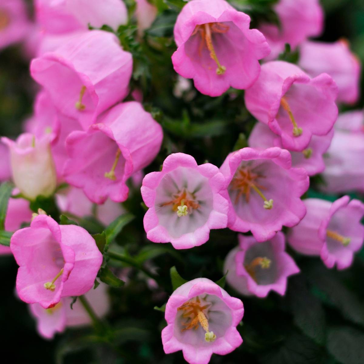 Canterbury Bells Rose Pink Seeds