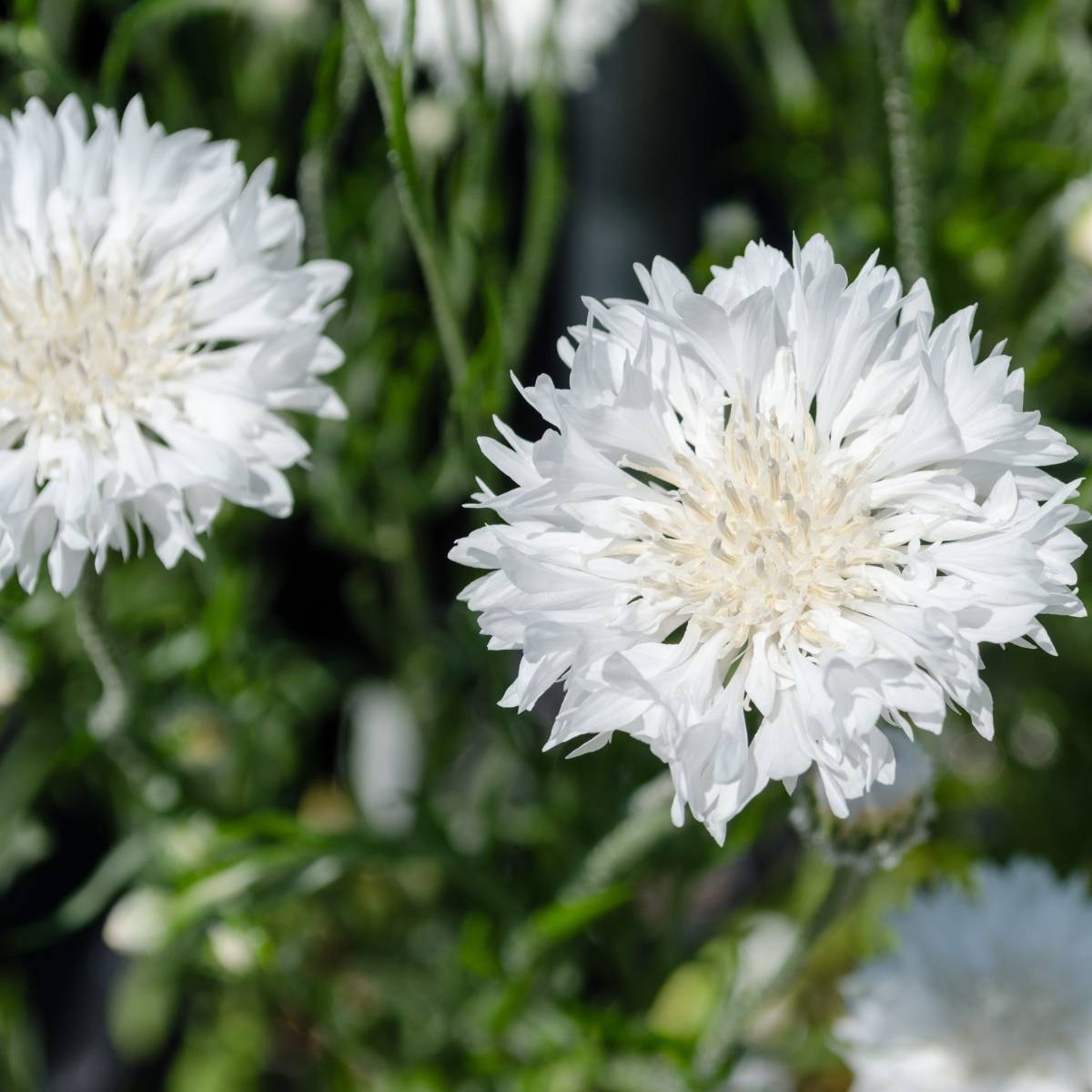 Cornflower White Ball Seeds