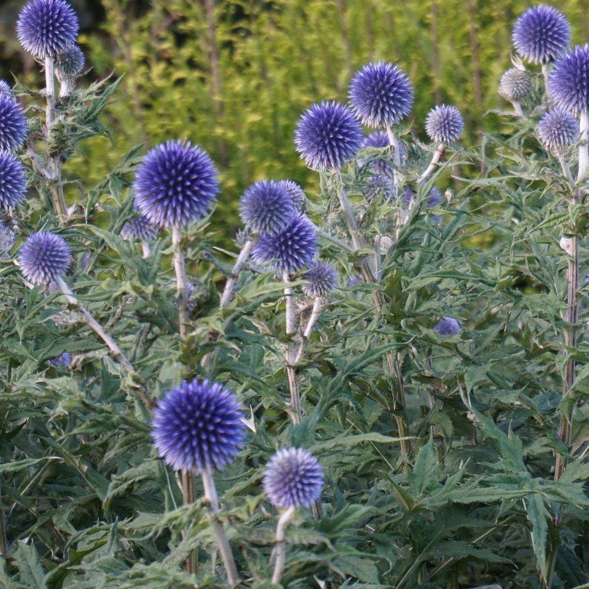 Ritro Echinops Seed