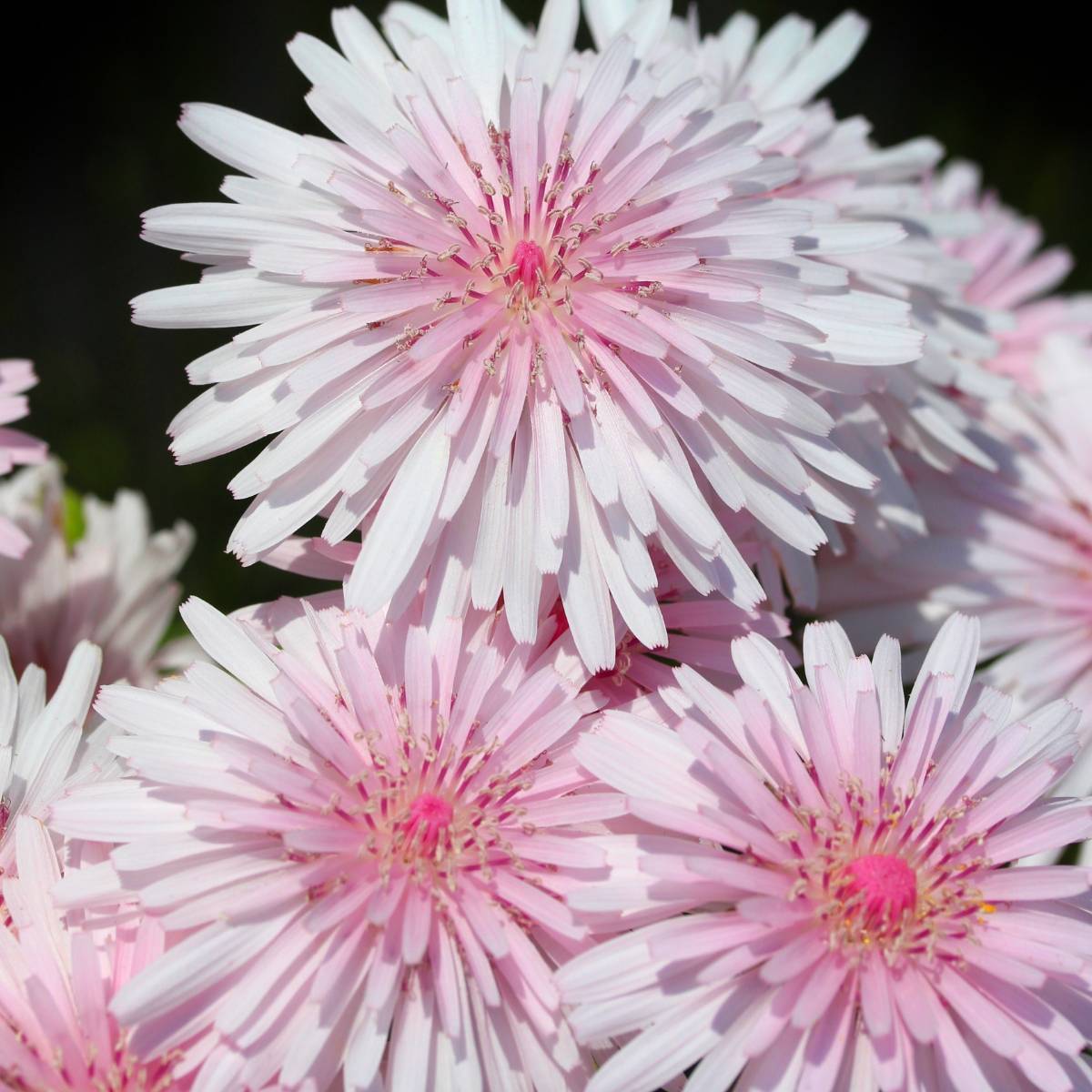 Hawksbeard Rubra Mix Seeds