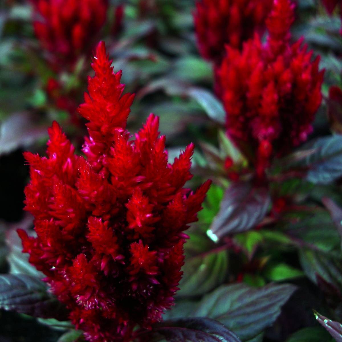 Celosia Seeds - Forest Fire