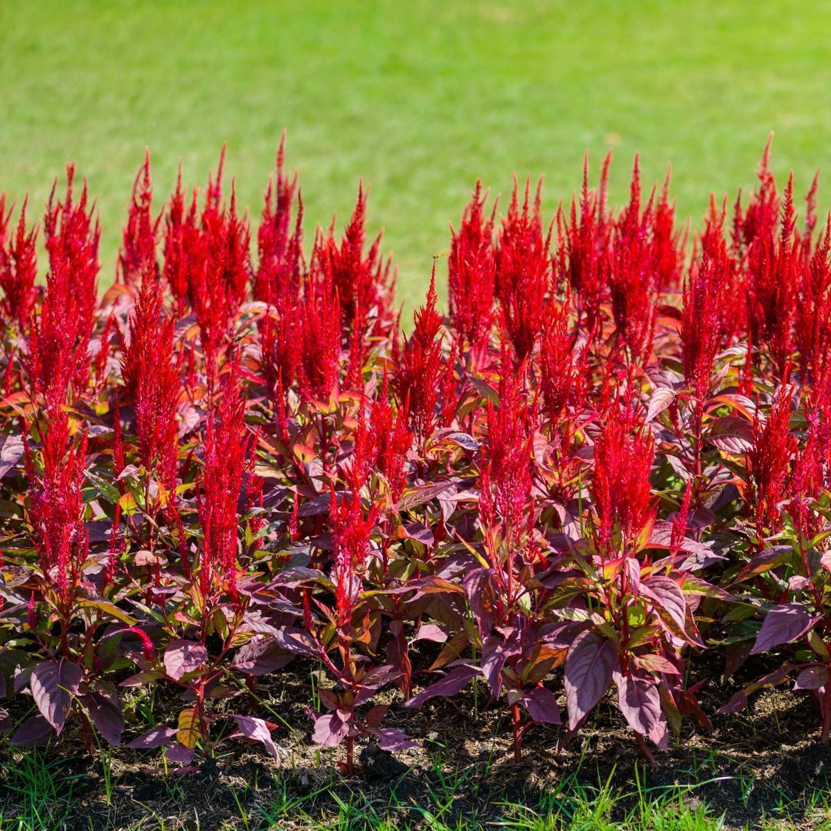 Celosia Forest Fire Seeds