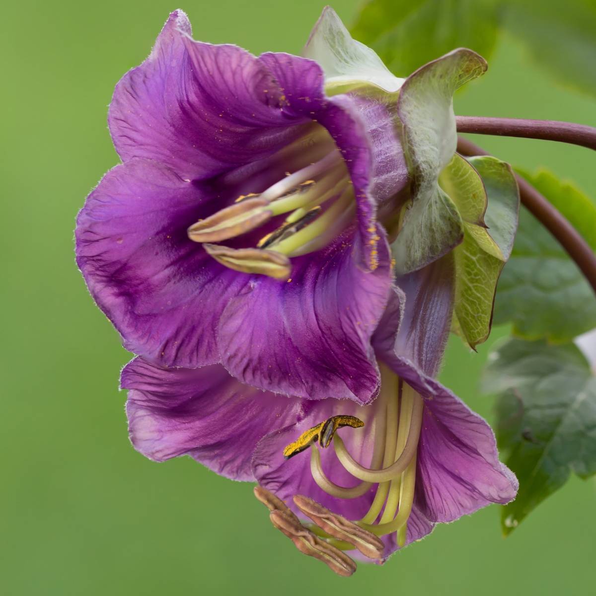 Cathedral Bells Violet Seeds