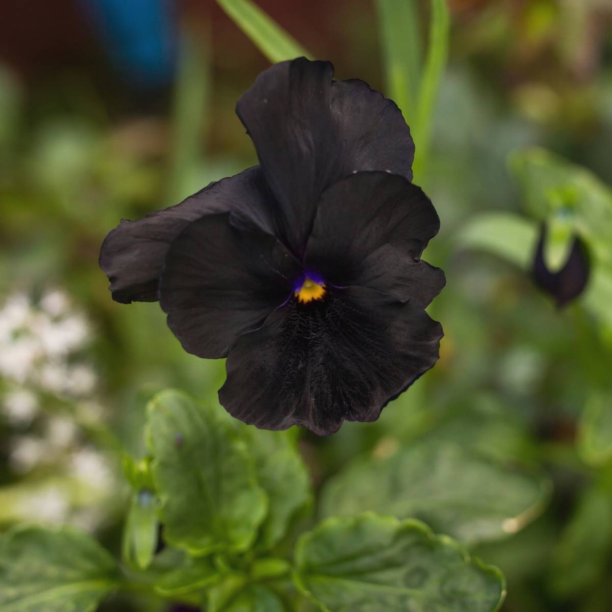 Pansy Clear Crystal Black Seeds