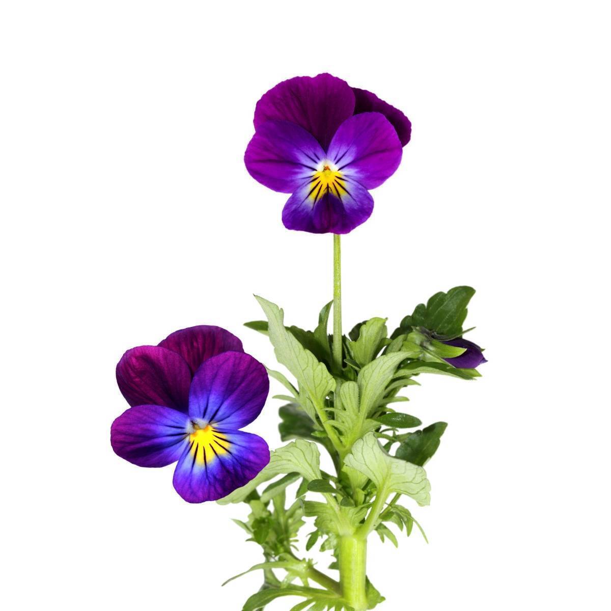 Viola King Henry Seeds