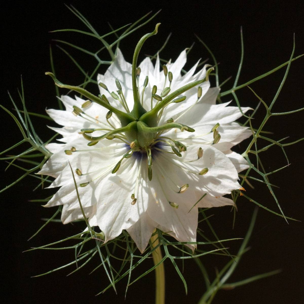 Nigella Miss Jekyll White Seeds