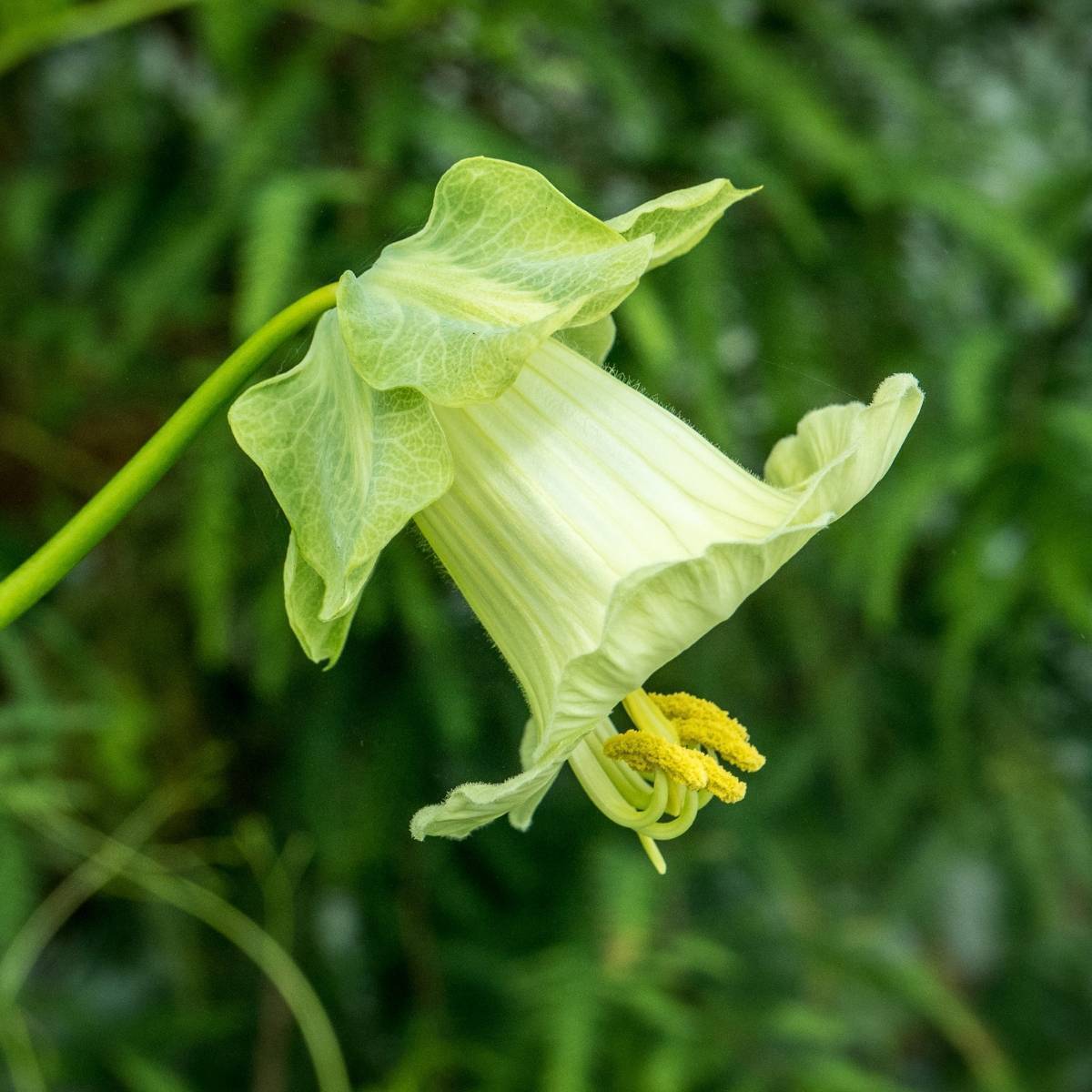 Cathedral Bells White Seeds