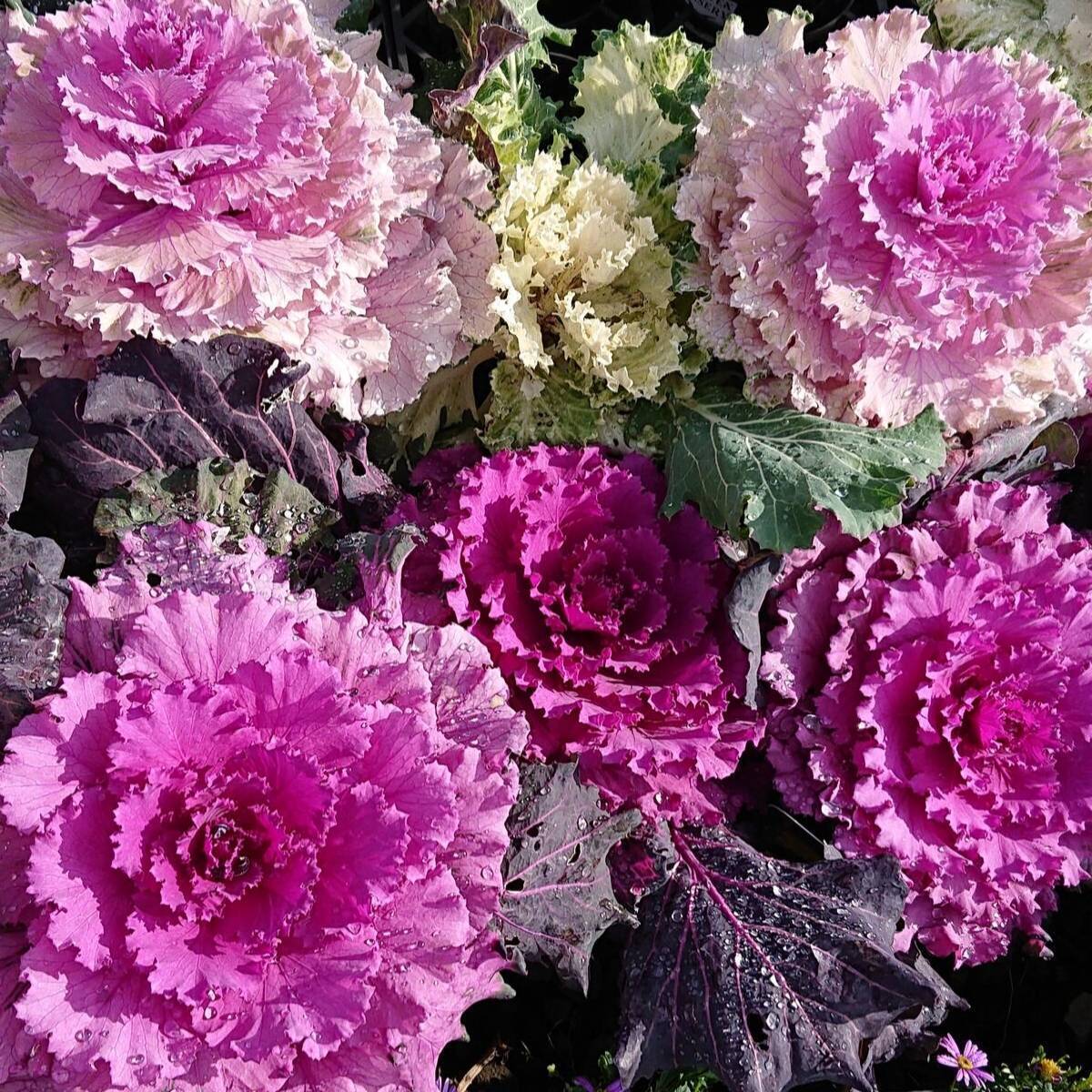 Ornamental Kale Fringed Mix Seeds