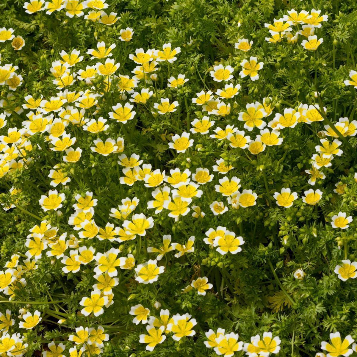 Poached Egg Plant Seeds