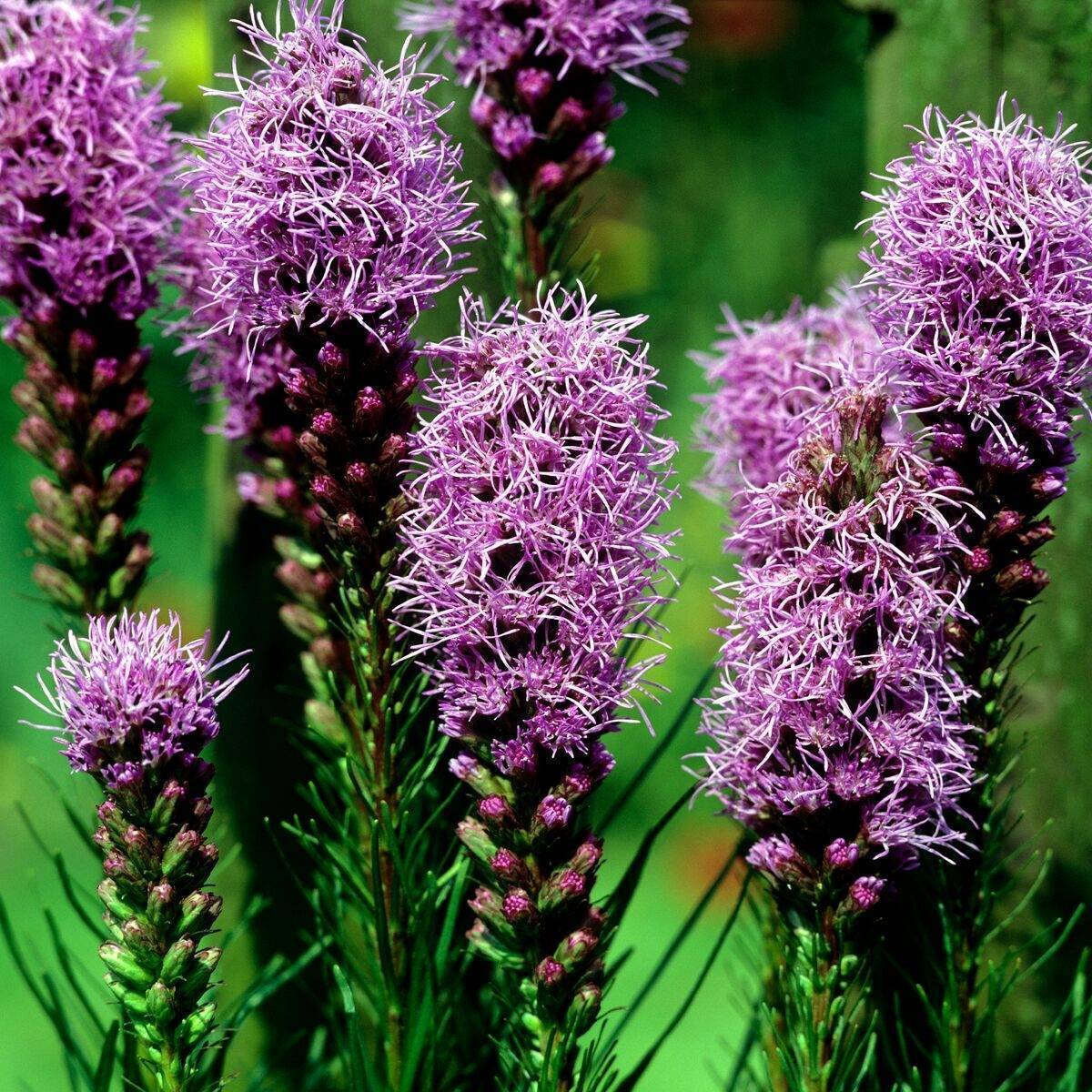 Dense Blazing Star Seeds