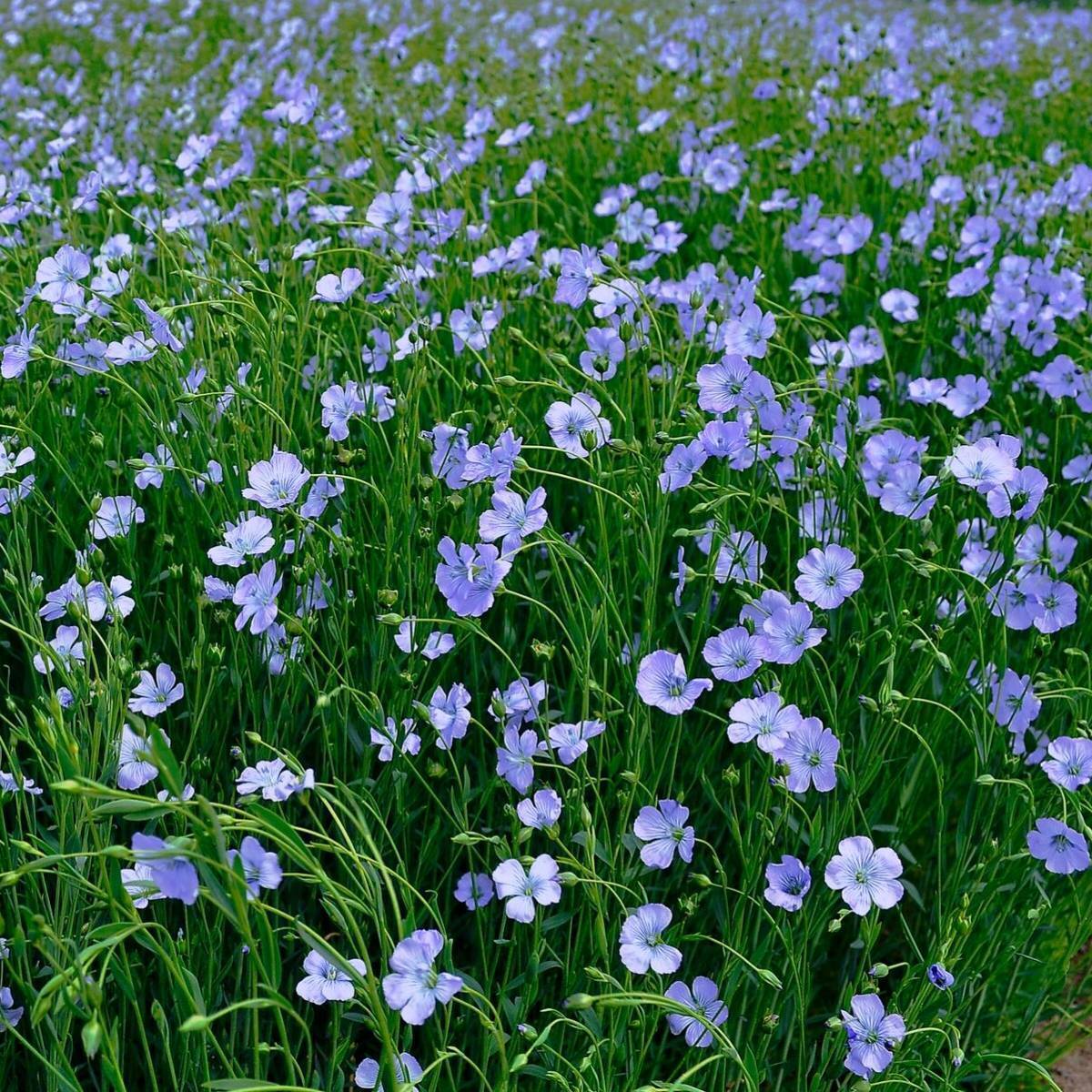 Blue Flax Seeds