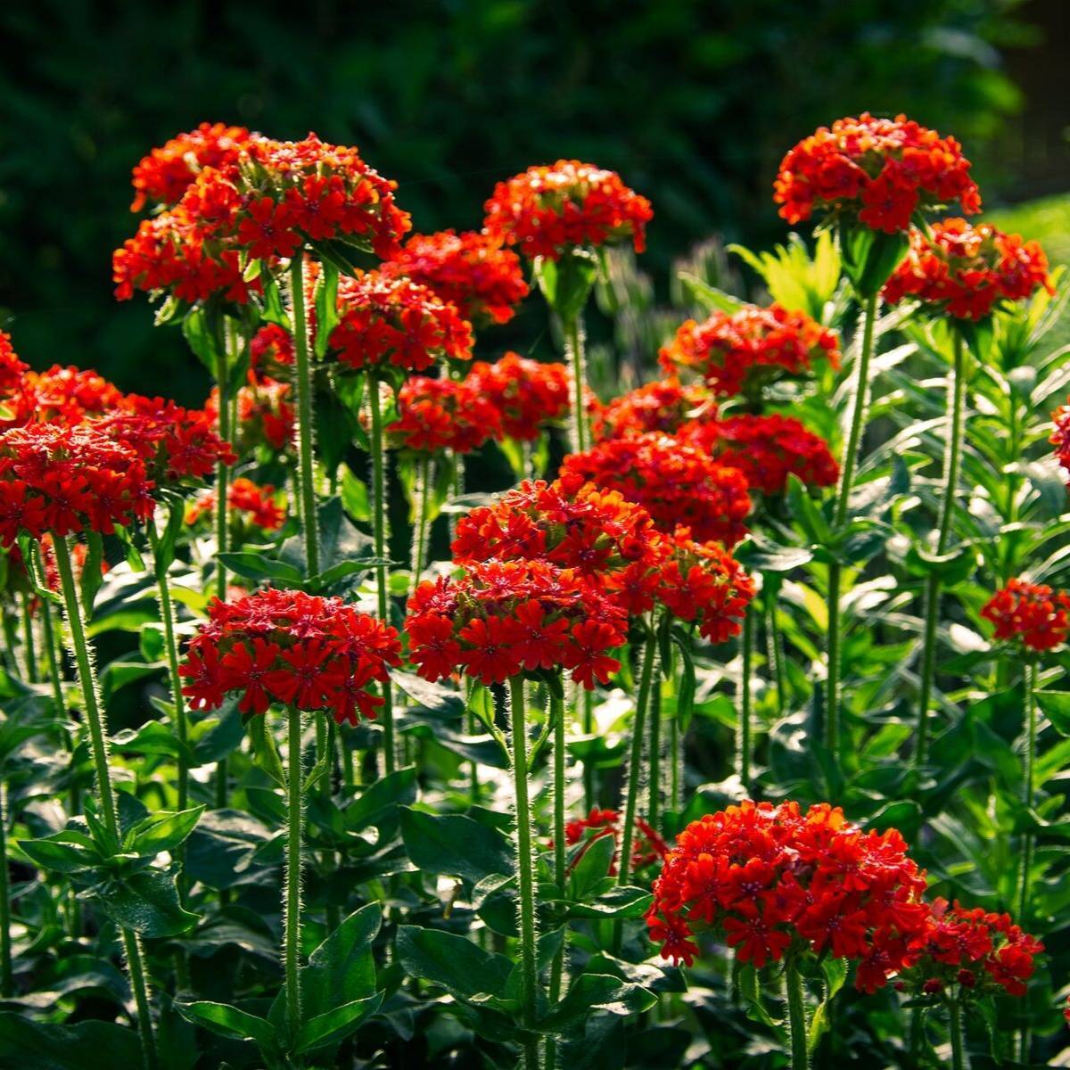 Maltese Cross Seeds