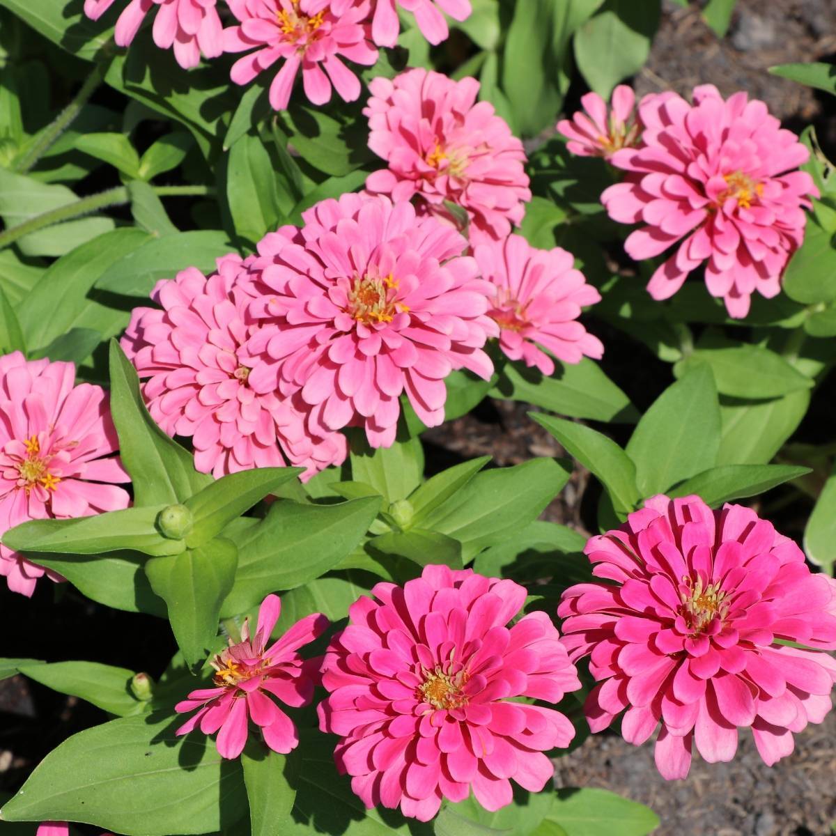 Zinnia Luminosa Seeds