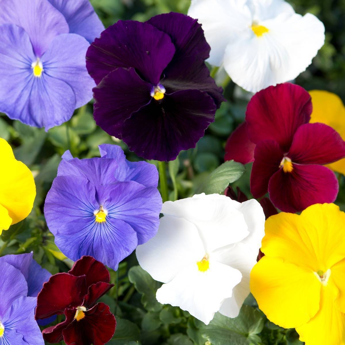 Pansy Clear Crystal Mix Seeds