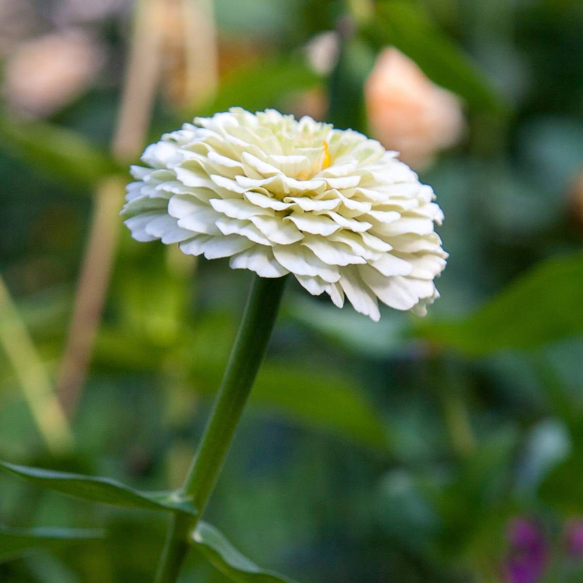 Zinnia Polar Bear Seeds