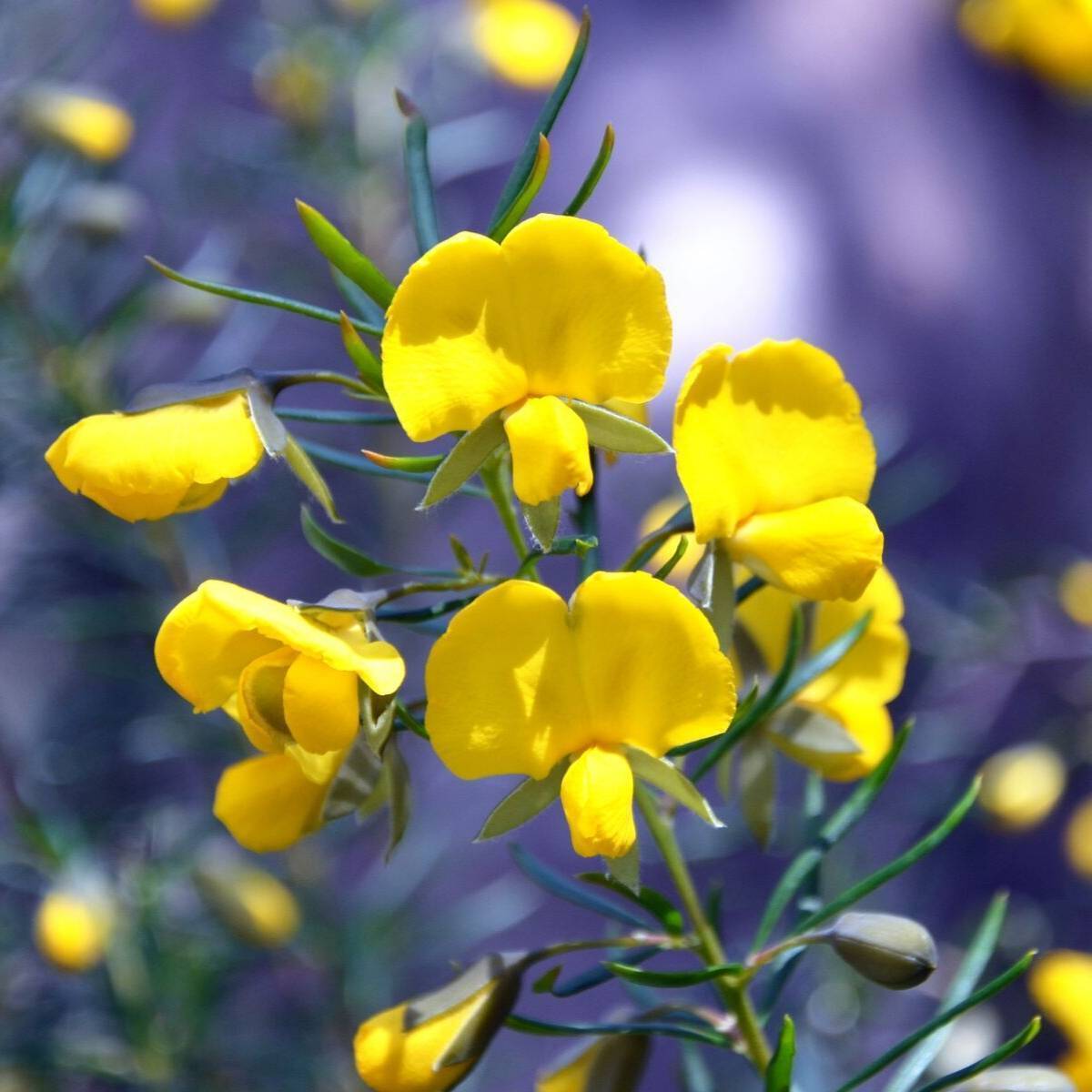 Golden Glory Pea Seeds