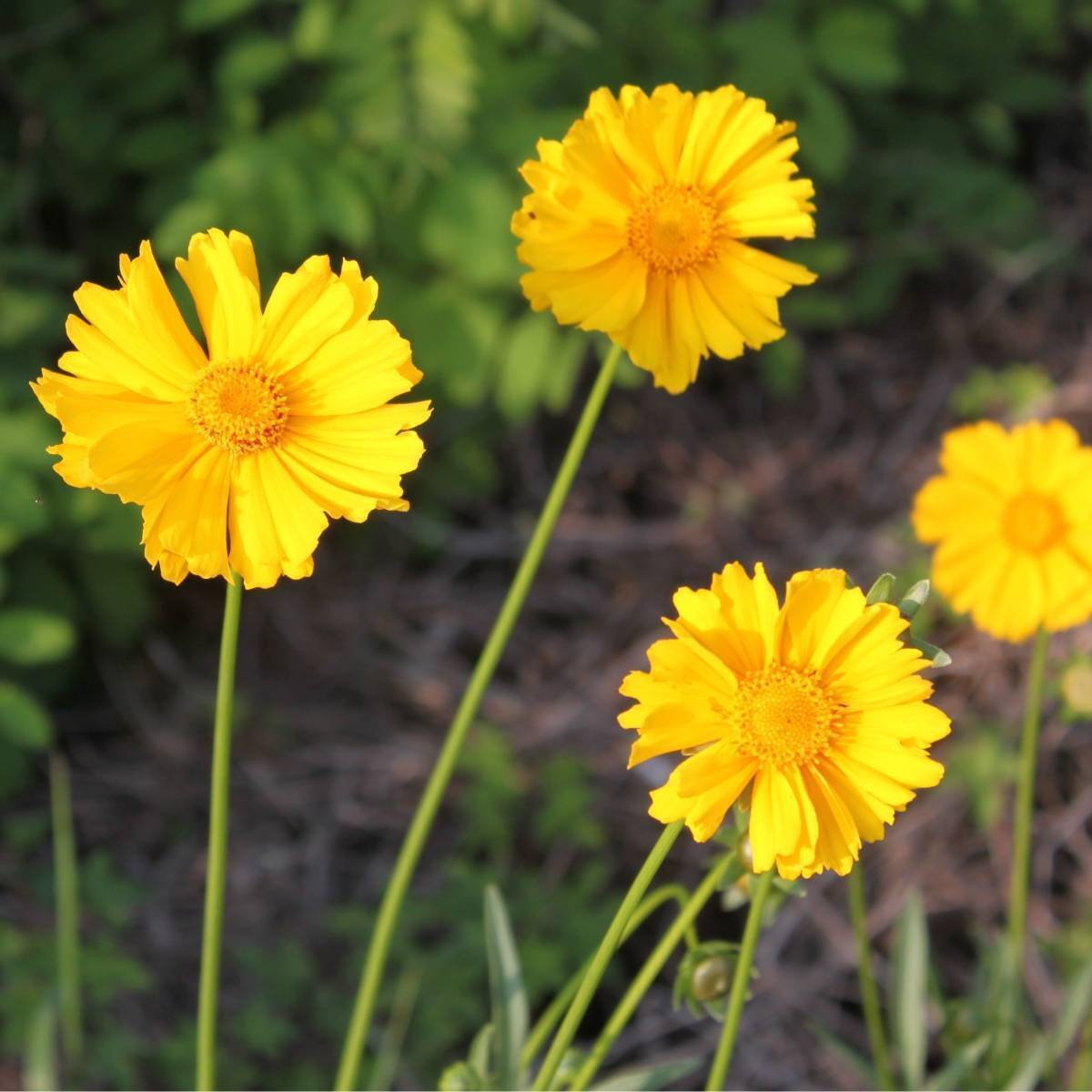 Coreopsis Mayfield Giants Seeds