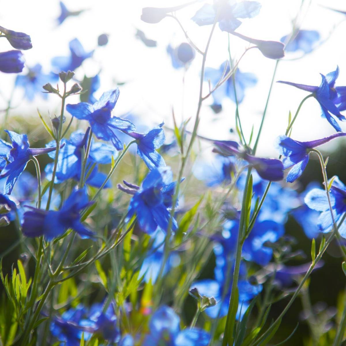 Delphinium Butterfly Blue Seeds