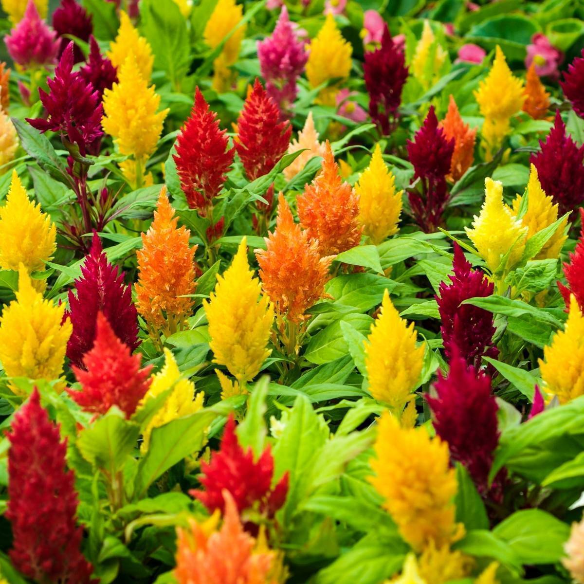 Celosia Lilliput Kewpie Mix Seeds