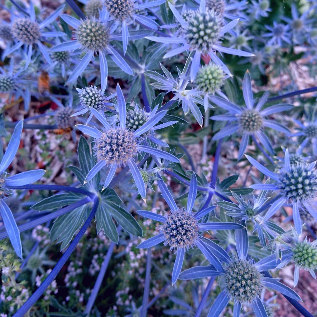 Sea Holly Deep Blue Seeds