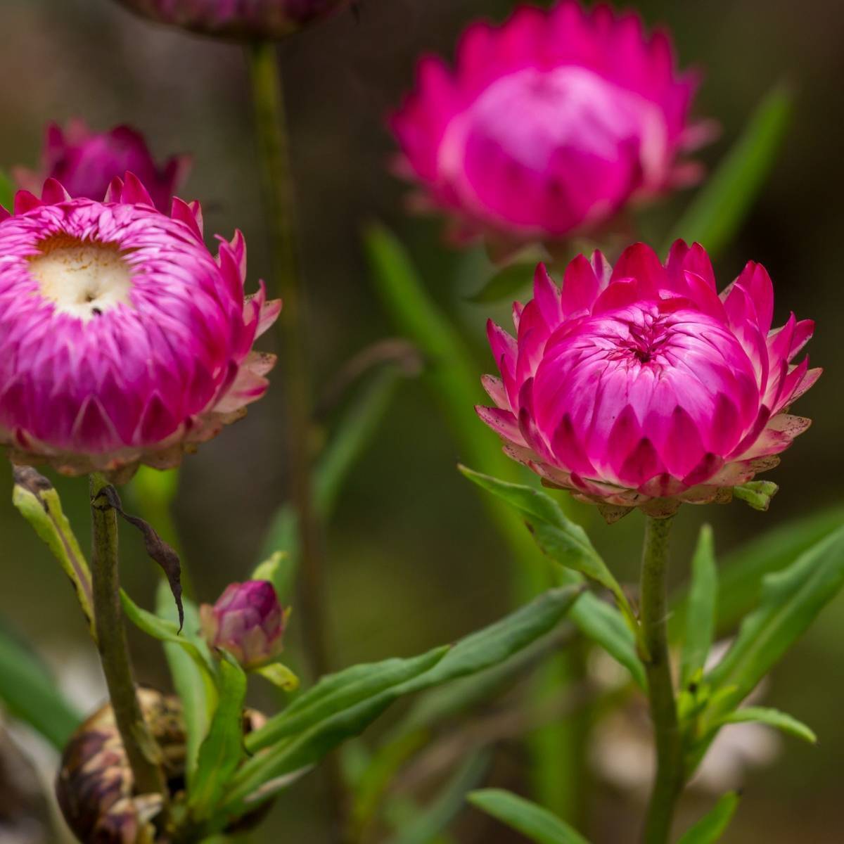 Everlasting Daisy Pink Seeds