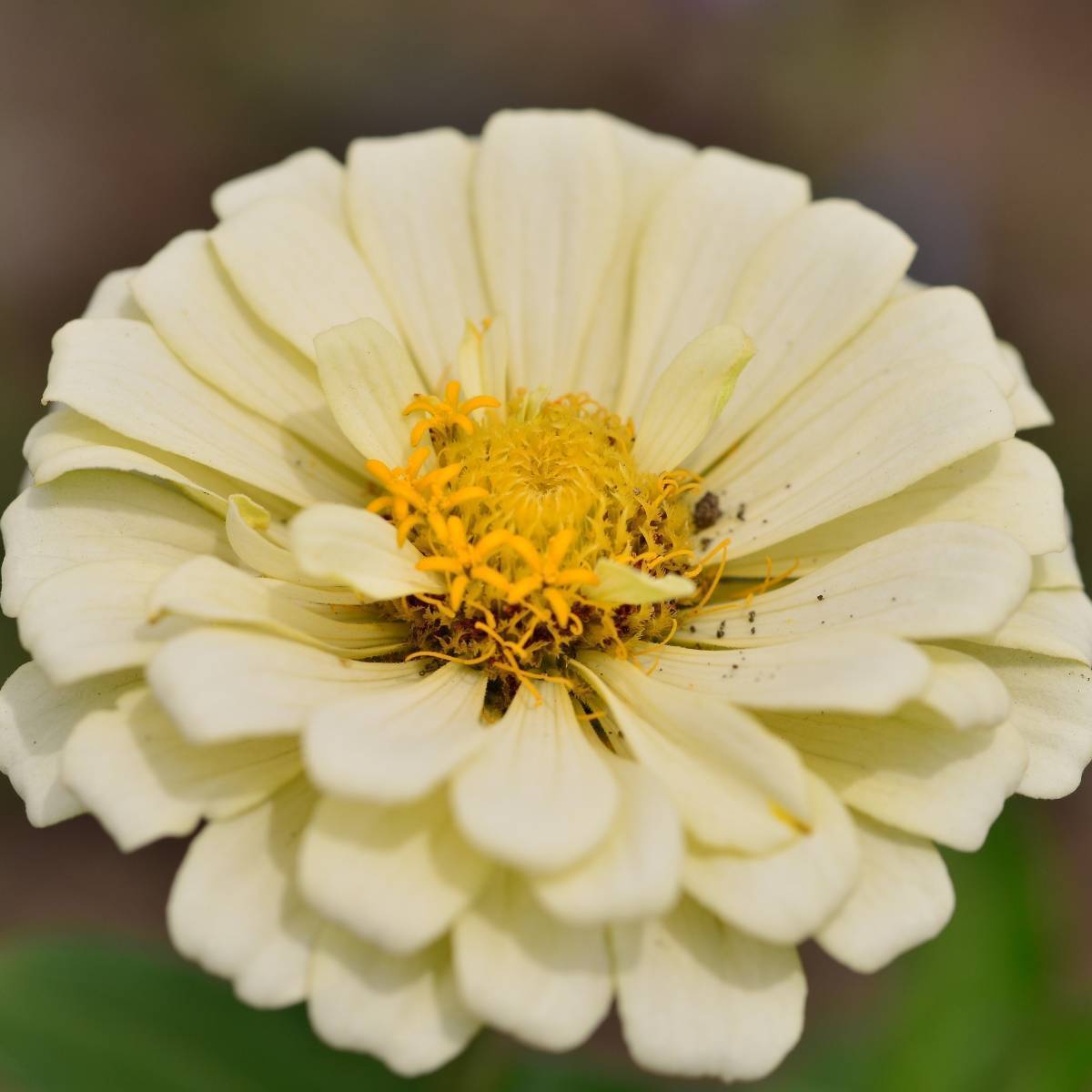 Zinnia Isabellina Seeds