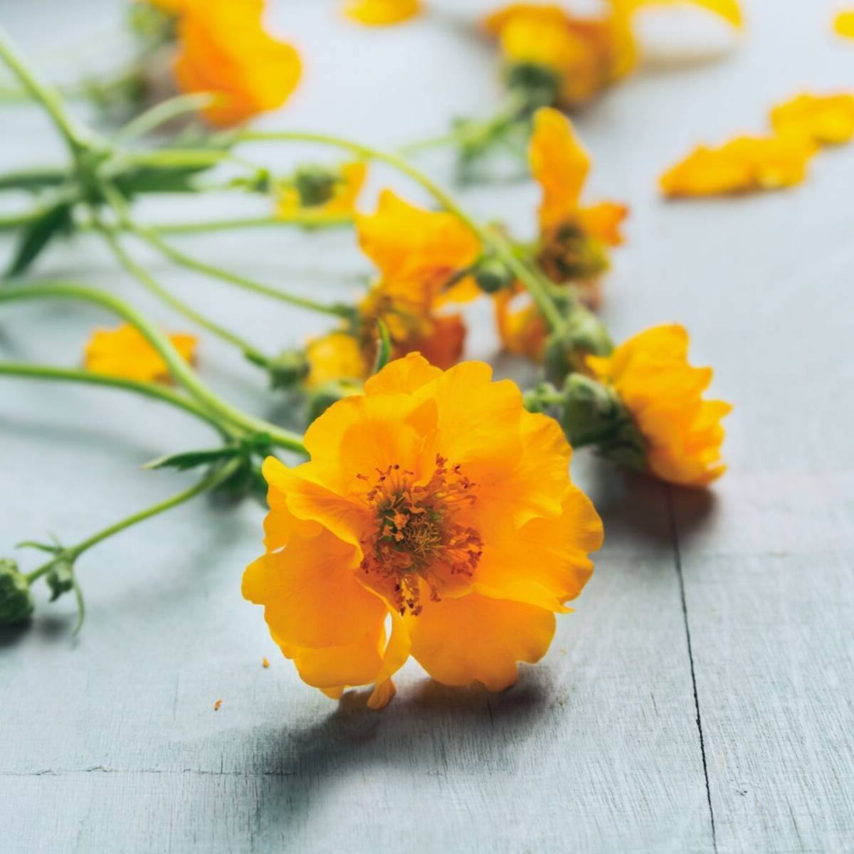 Geum Lady Stratheden Seeds