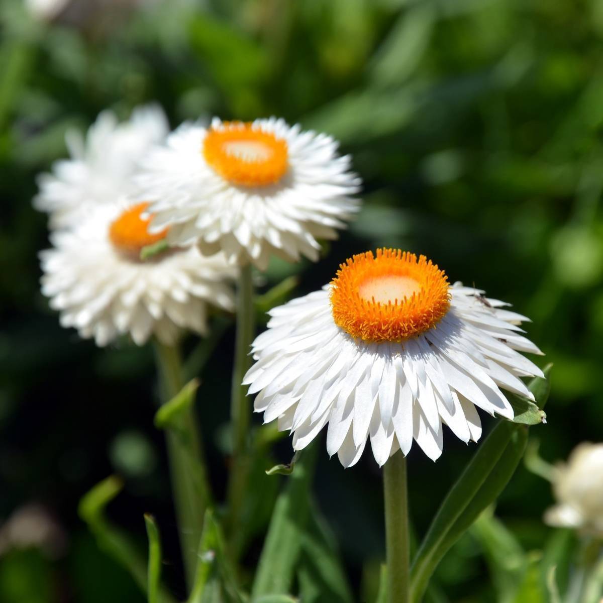 Everlasting Daisy White Seeds